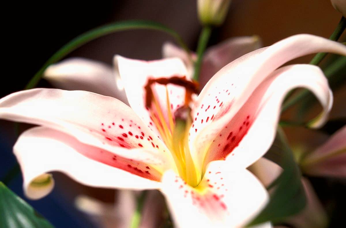 cuidados lilium