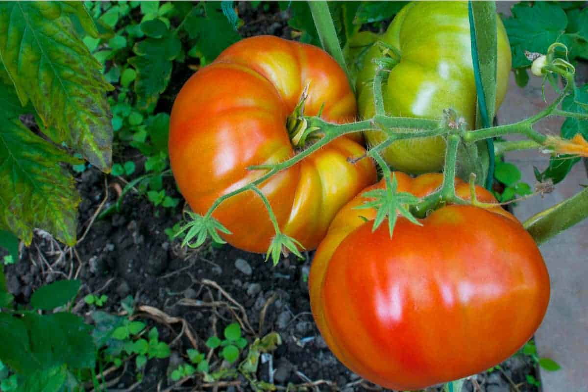Abono casero para engordar los tomates