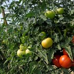 con que sulfatar los tomates de la huerta