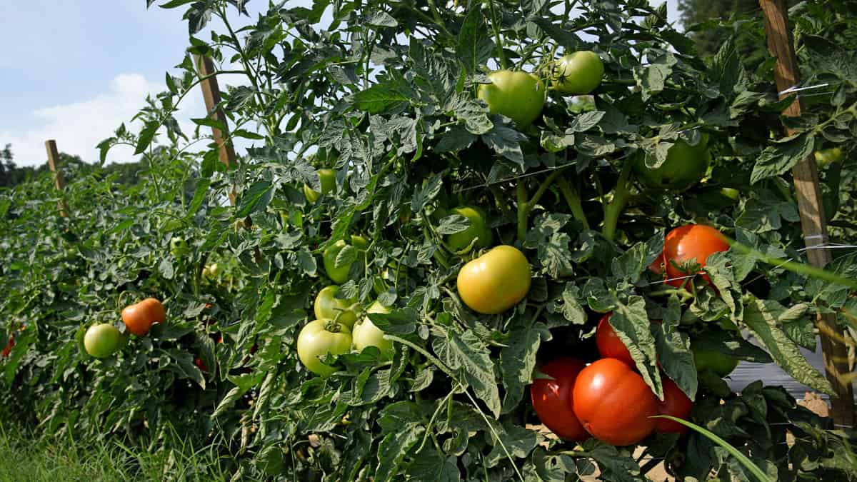 con que sulfatar los tomates de la huerta