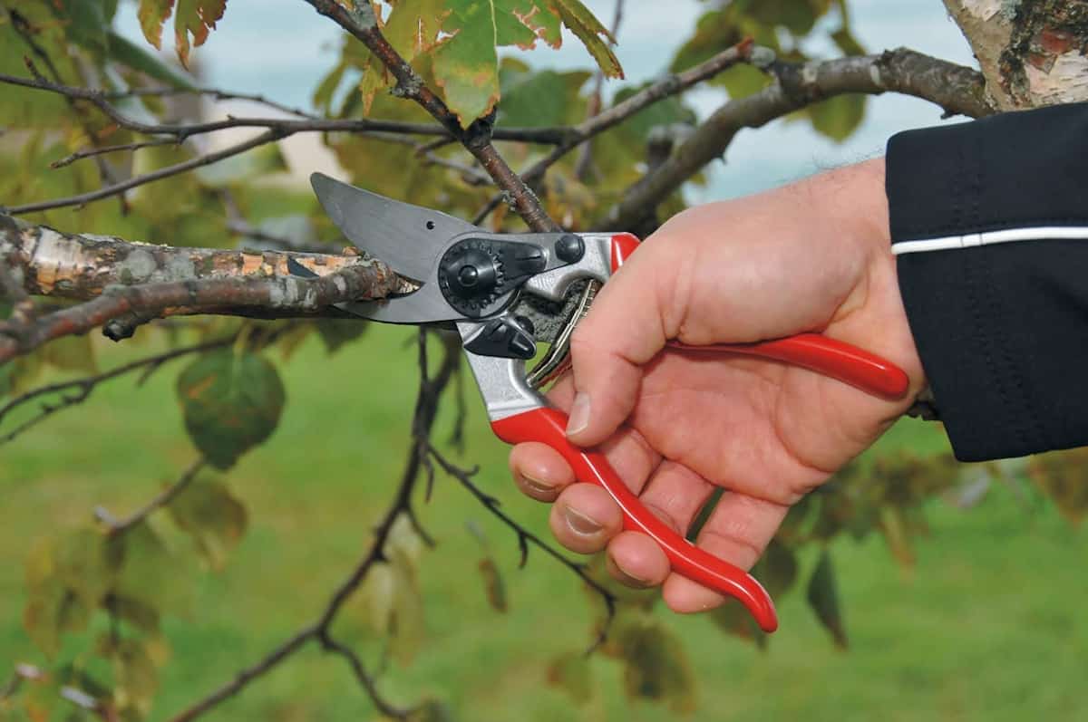 mejores tijeras de podar arboles