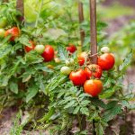 mejores variedades de tomates grandes