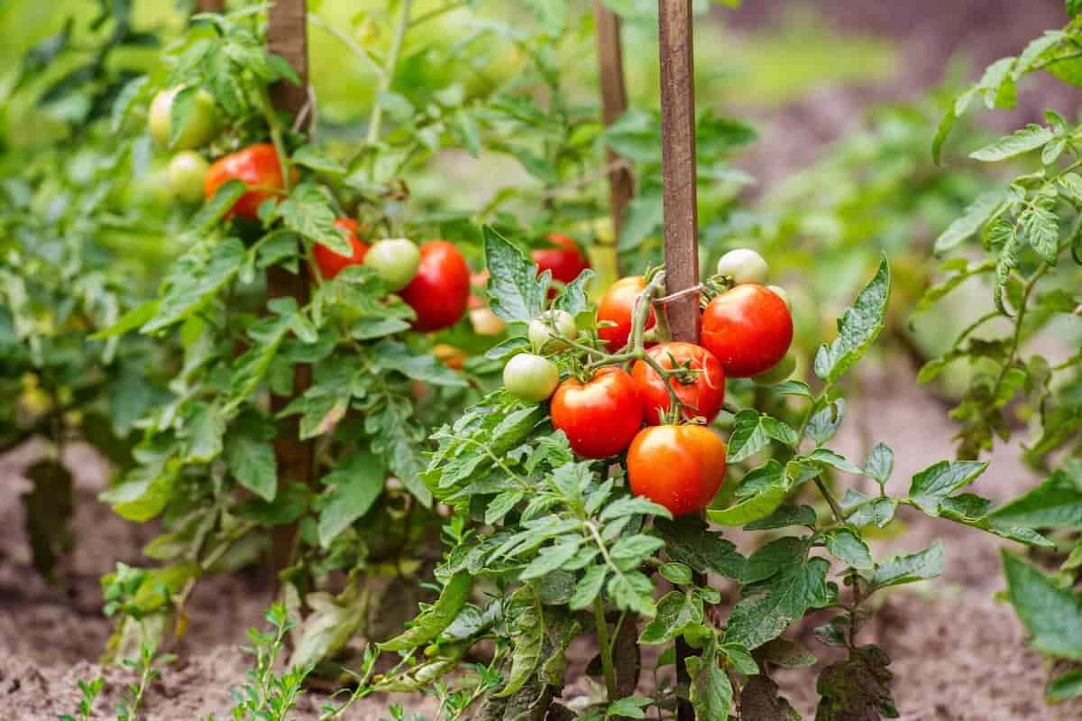 mejores variedades de tomates grandes