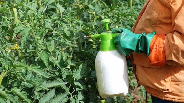 sulfatar los tomates