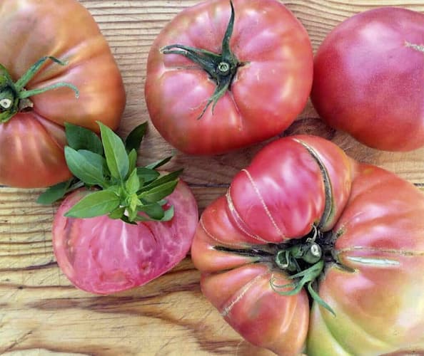 tomate rosa de barbastro