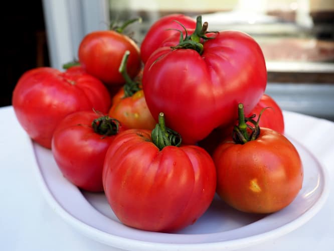 variedad de tomates grandes marglobe