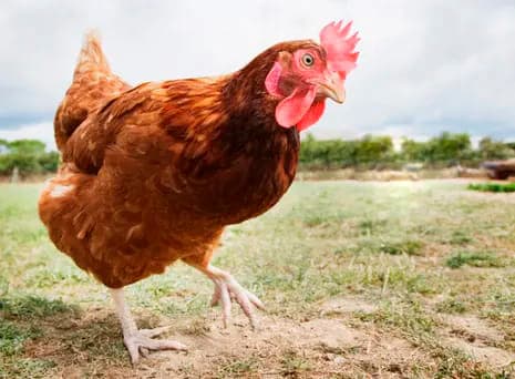 trucos para evitar gallinas piquen los huevos