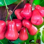 manzana rosa