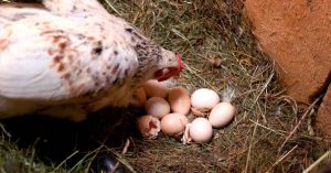 por que pican los huevos las gallinas
