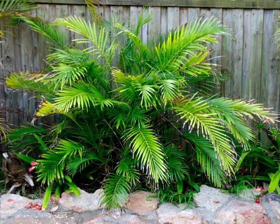 palmera de salon en jardin