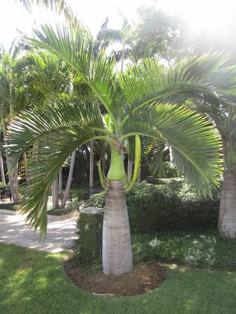 palmera Spindle Hyophorbe verschaffeltii