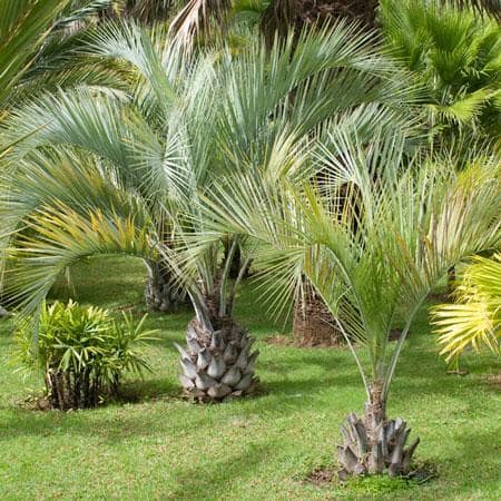 palmera capitata en jardin