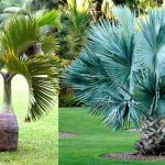 tipos de palmeras pequeñas para jardin