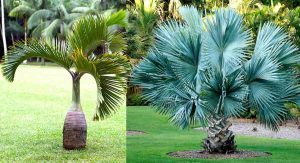 tipos de palmeras pequeñas para jardin